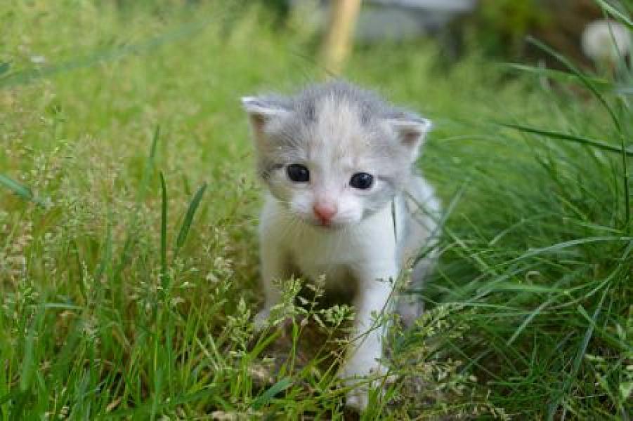 Vlinder