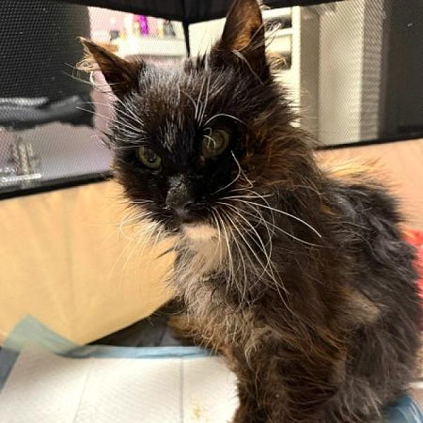 Flora