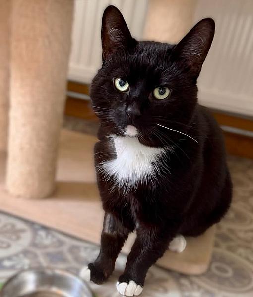 Kattenpraat
