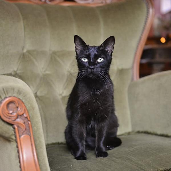Kattenpraat