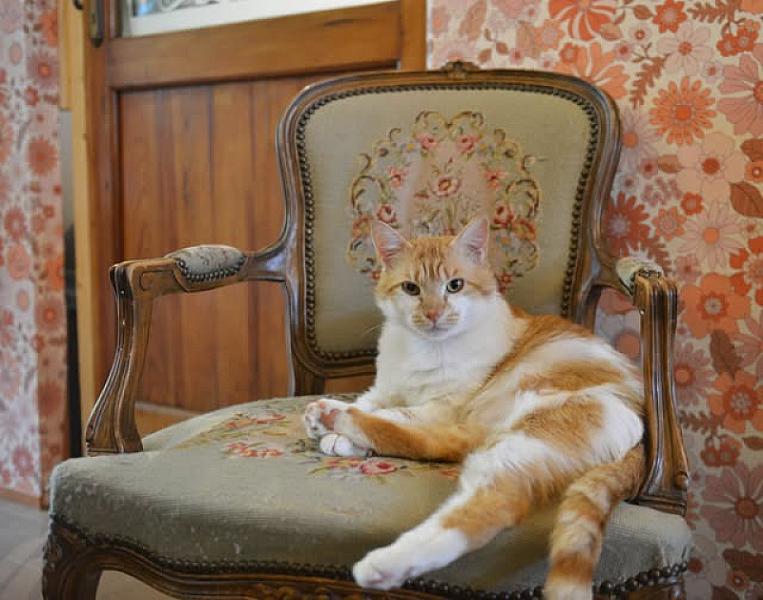 Kattenpraat bericht van 27 mei 2026