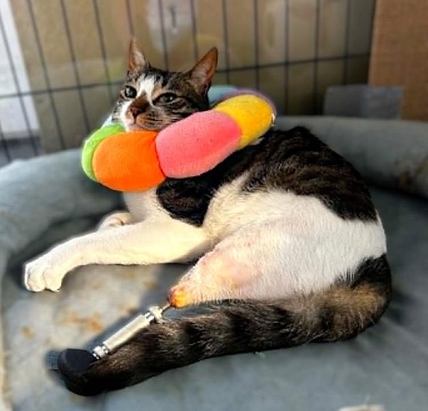 Kattenpraat bericht van 29 mei 2026