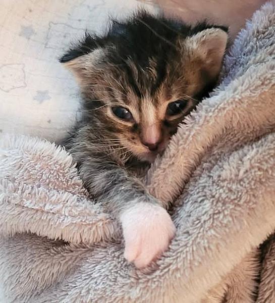Kattenpraat bericht van 29 mei 2026