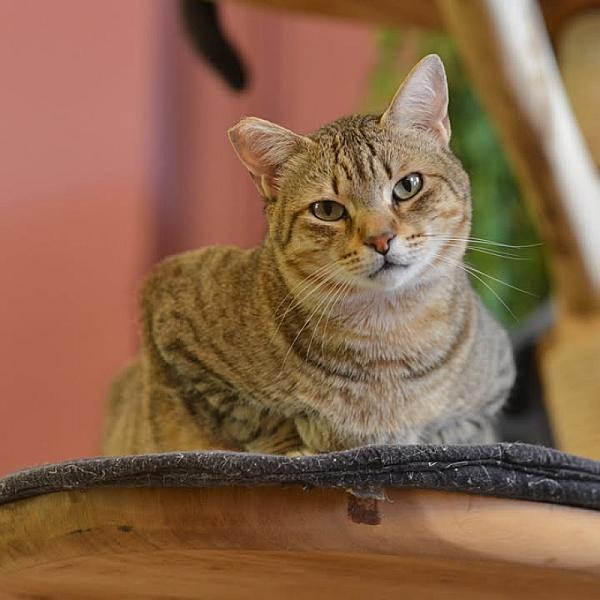 Kattenpraat