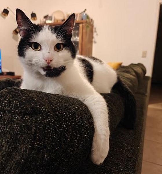 Kattenpraat bericht van 31 mei 2026