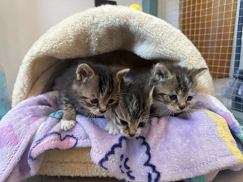 Kattenpraat bericht van 1 juni 2026
