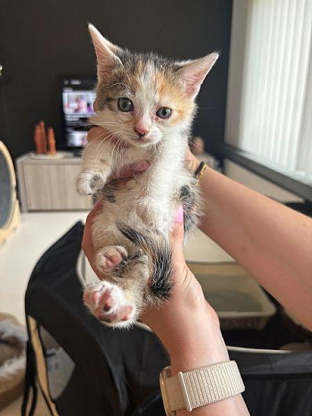 Glinda