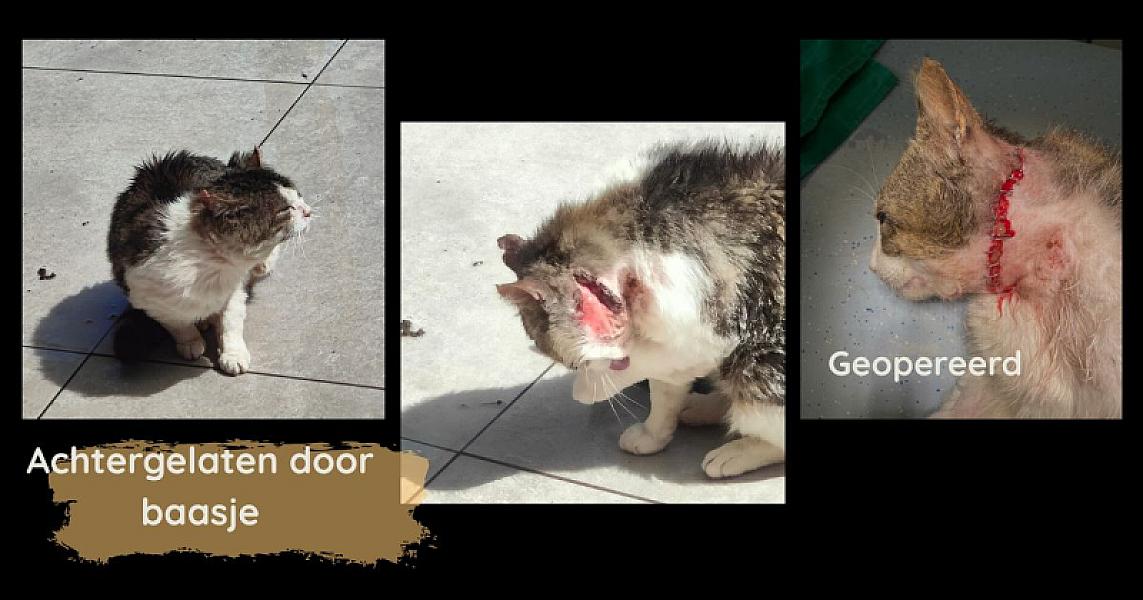 Kattenpraat