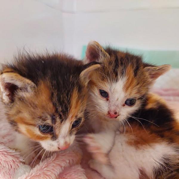 Kattenpraat bericht van 5 juni 2026