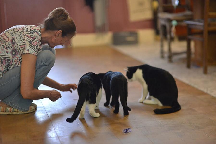 Kattenpraat bericht van 6 juni 2026