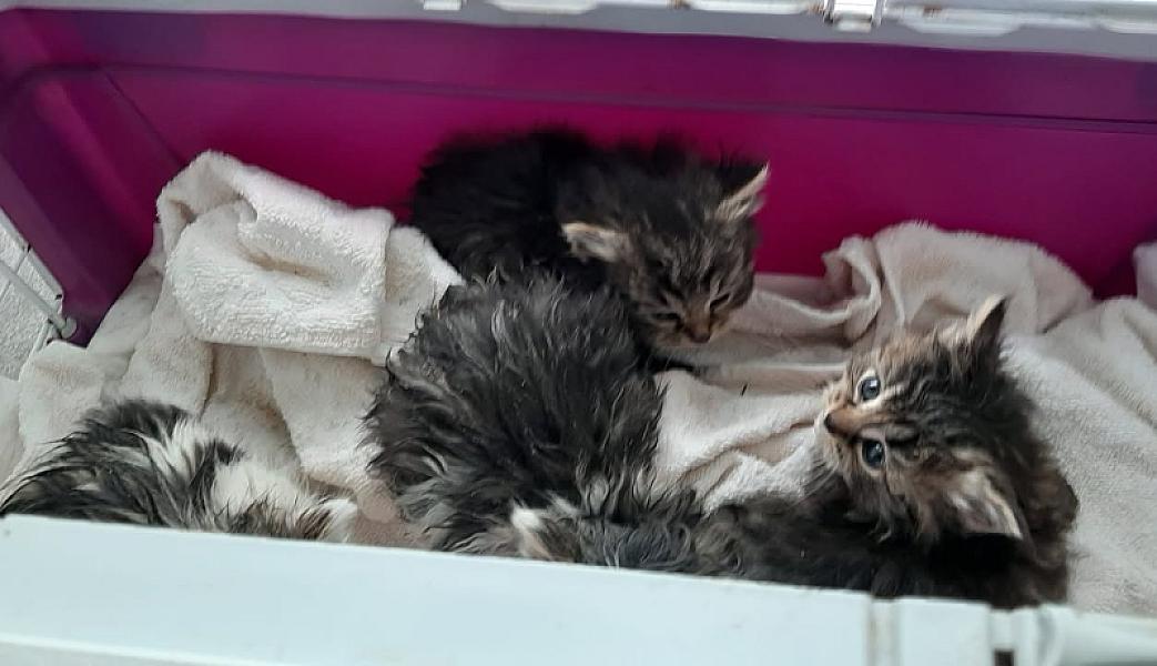 Kattenpraat bericht van 7 juni 2026