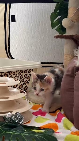Kattenpraat bericht van 8 juni 2026