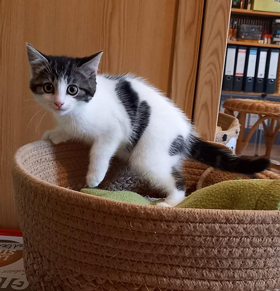 Kito