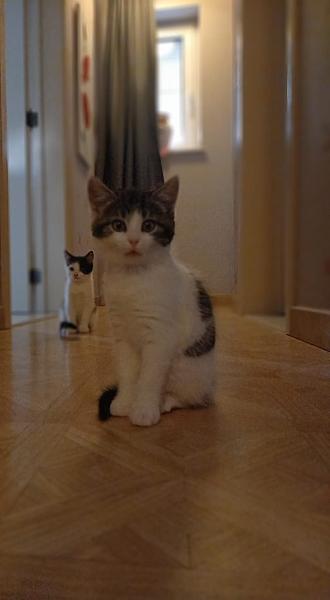 Kito