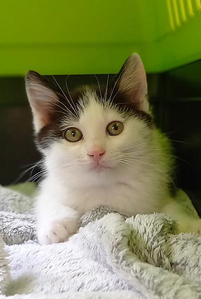 Nala