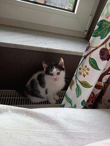 Nala