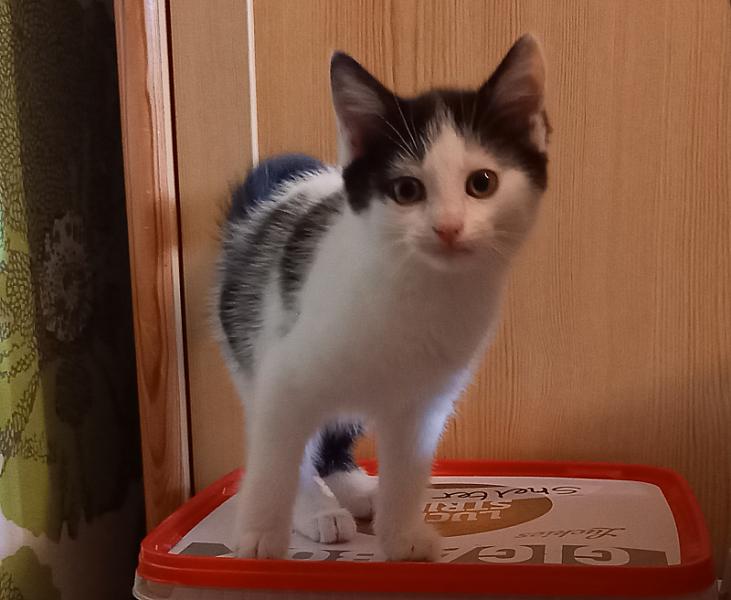 Nala
