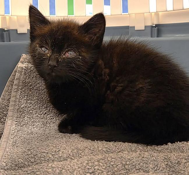 Kattenpraat bericht van 9 juni 2026