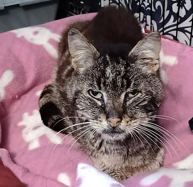 Kattenpraat bericht van 10 juni 2026