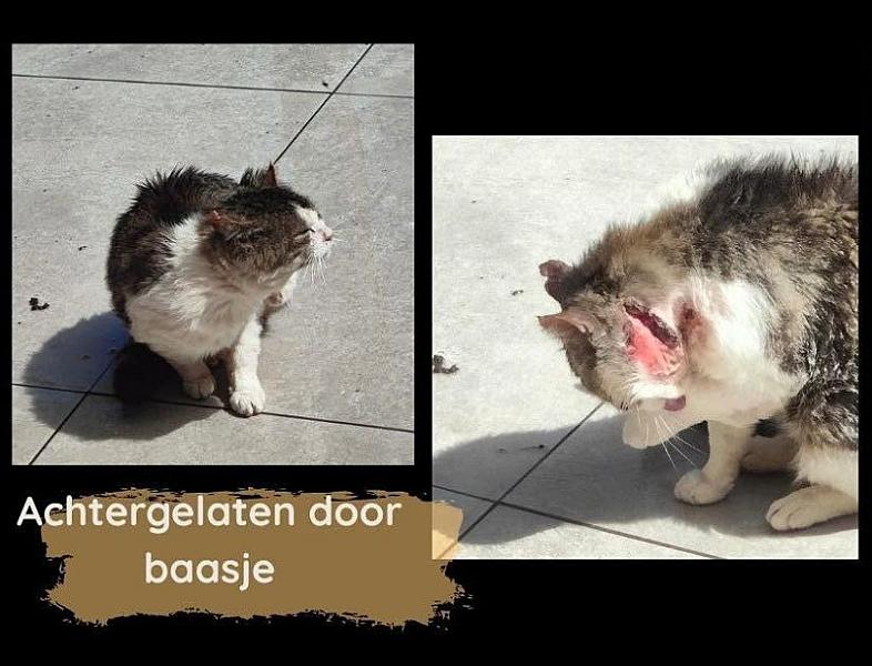 Kattenpraat bericht van 10 juni 2026