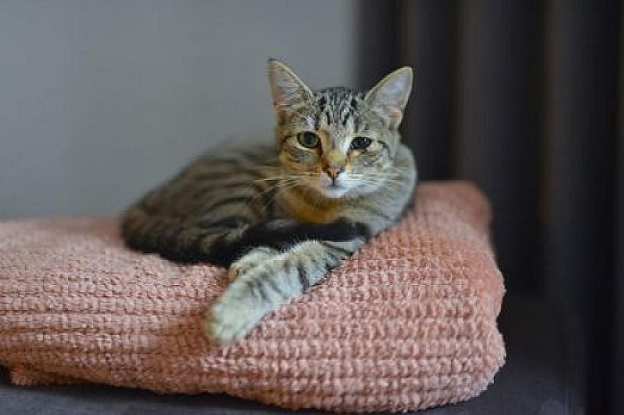 Kattenpraat