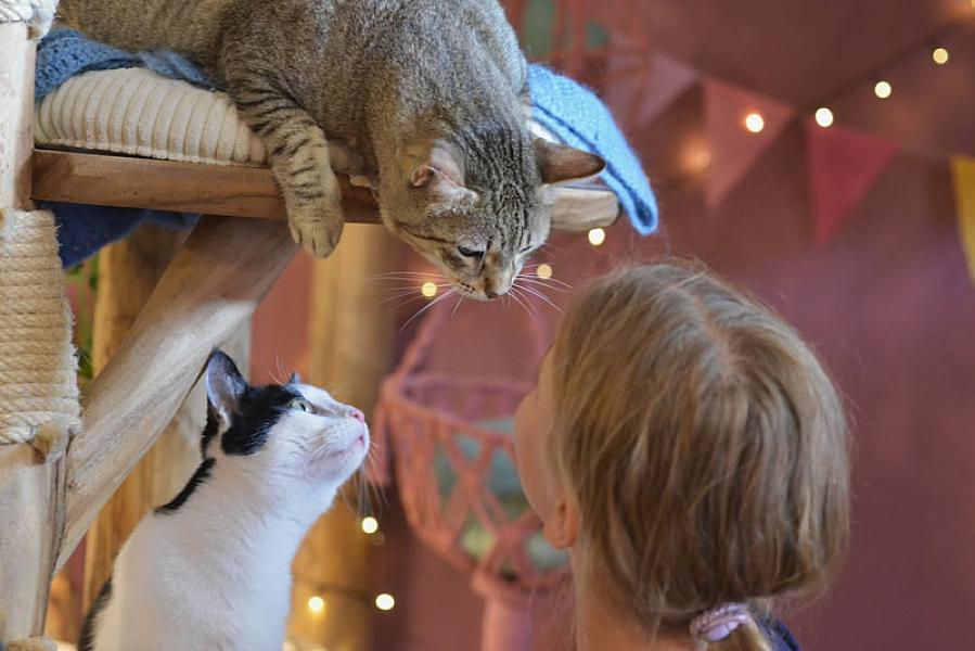 Kattenpraat bericht van 13 juni 2026