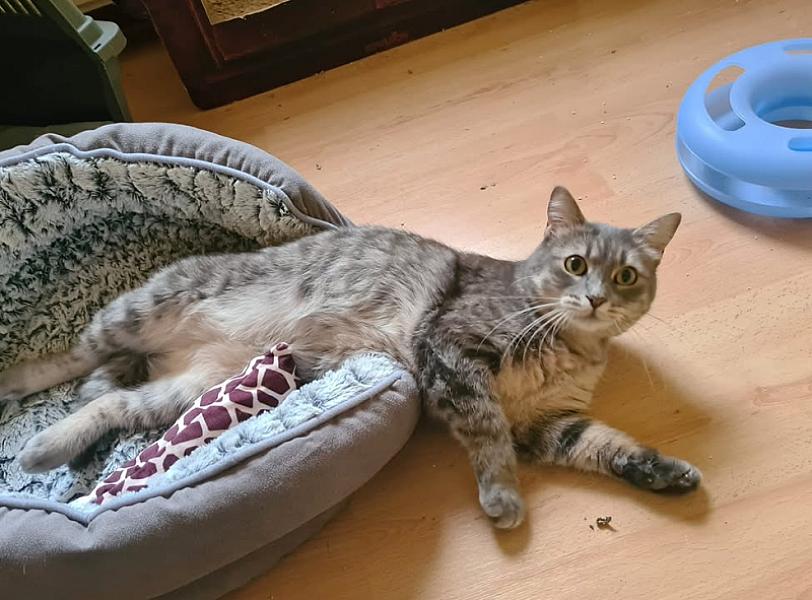 Kattenpraat bericht van 13 juni 2026