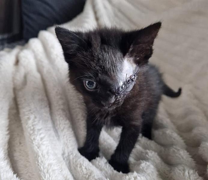 Kattenpraat