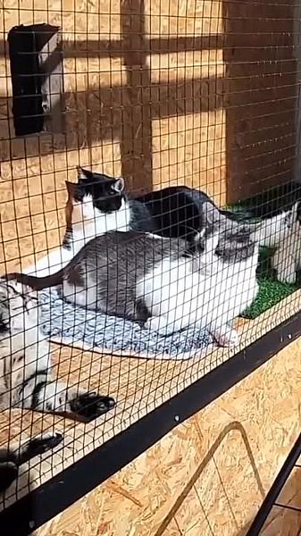 Kattenpraat