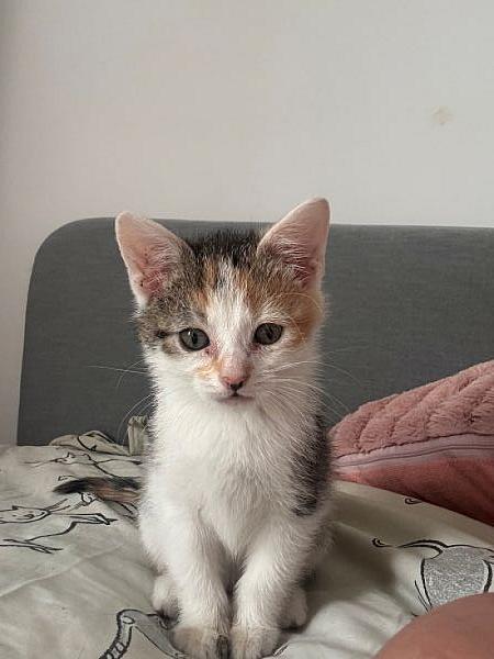 Glinda