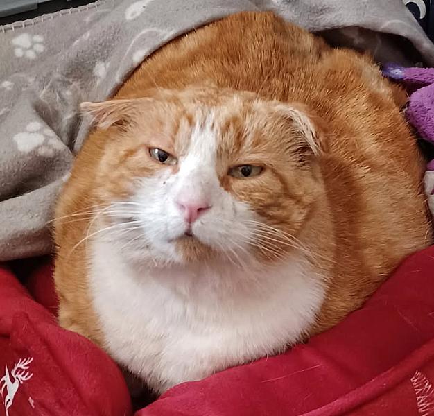 Kattenpraat bericht van 15 juni 2026
