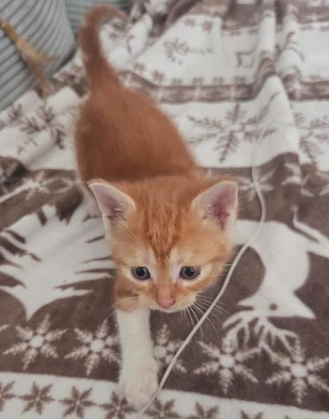 Kattenpraat bericht van 16 juni 2026