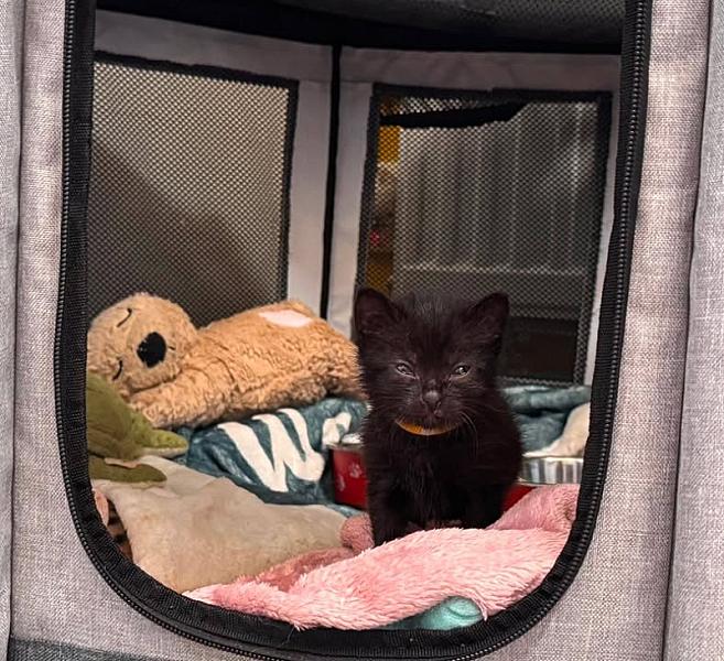 Kattenpraat bericht van 16 juni 2026