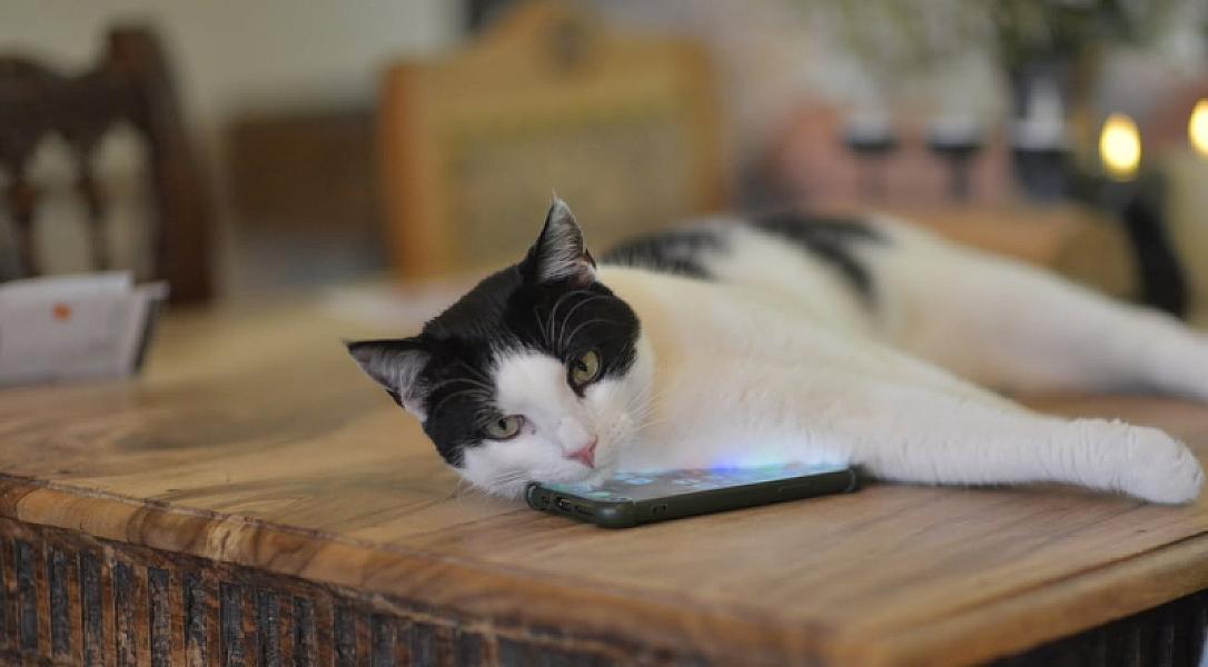 Kattenpraat bericht van 17 juni 2026