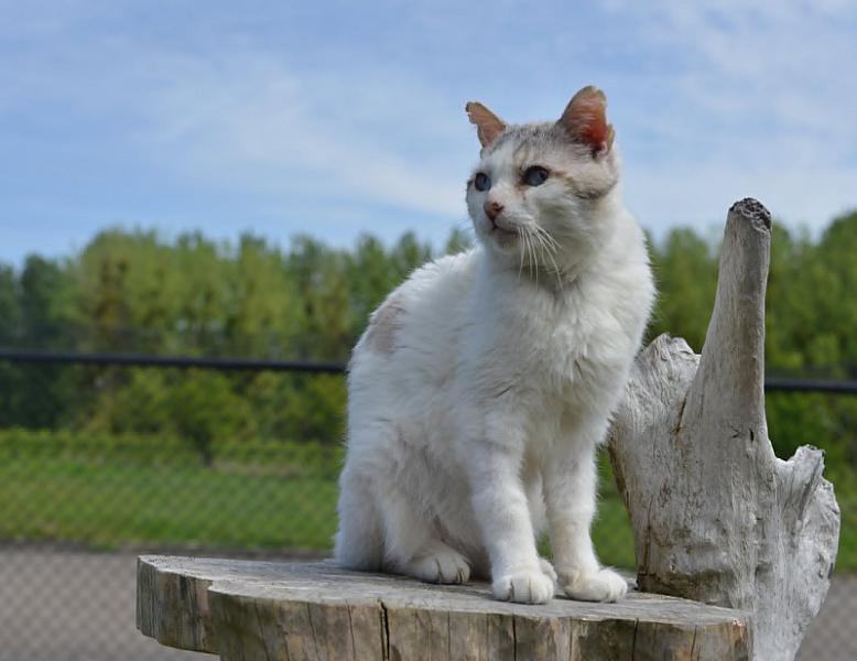 Jodi