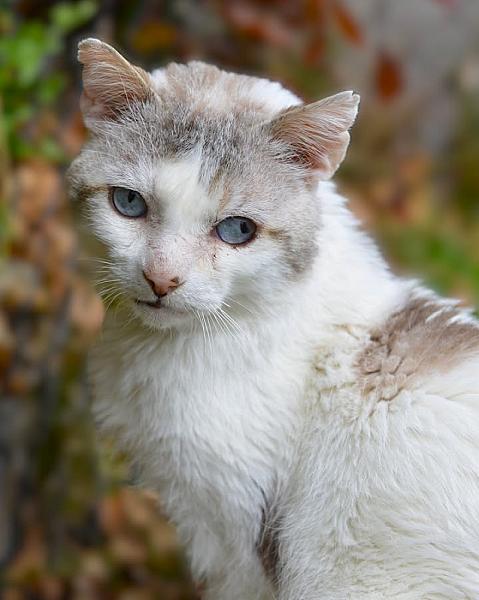 Kattenpraat bericht van 17 juni 2026
