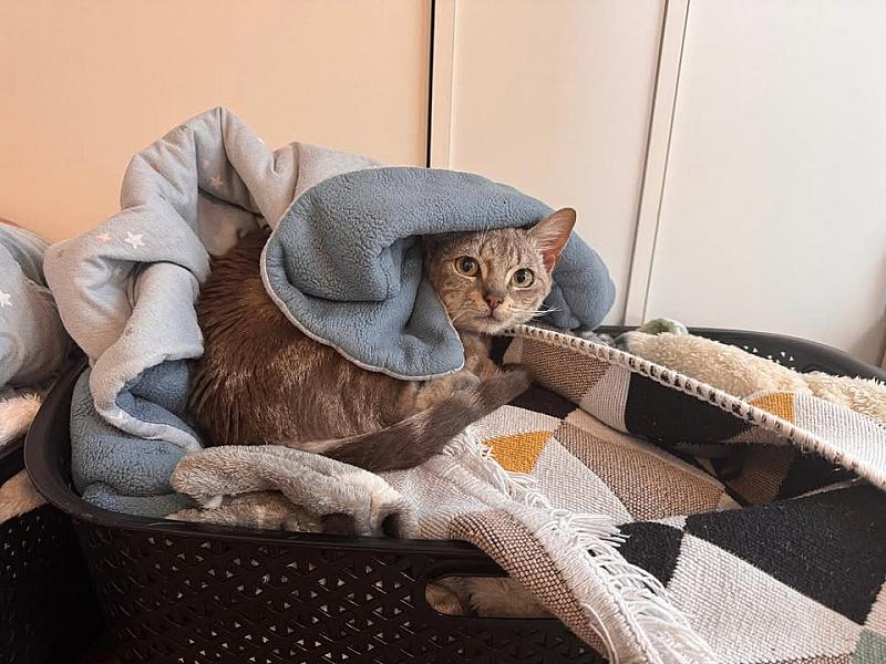 Kattenpraat