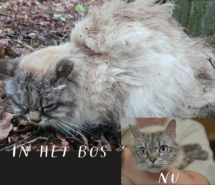 Kattenpraat bericht van 19 juni 2026