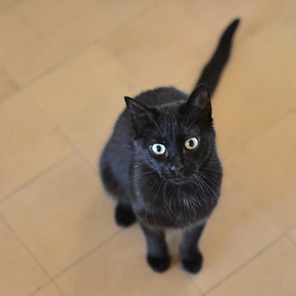 Kattenpraat bericht van 19 juni 2026