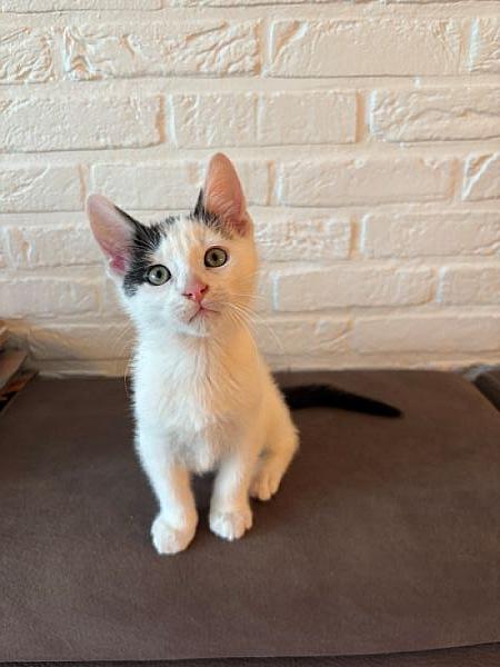 Fiyero