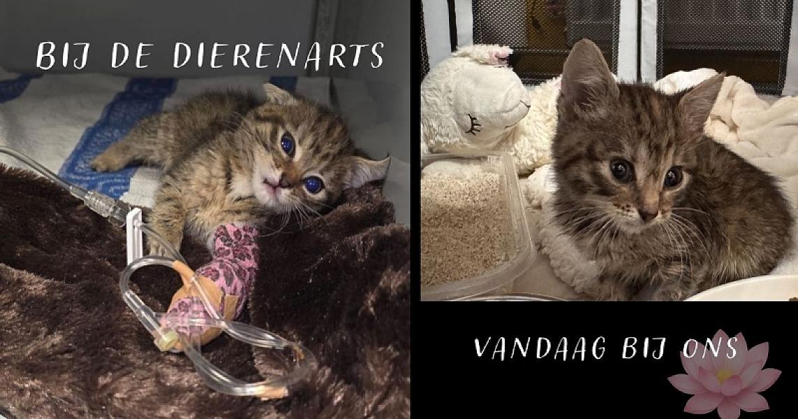 Kattenpraat bericht van 20 juni 2026