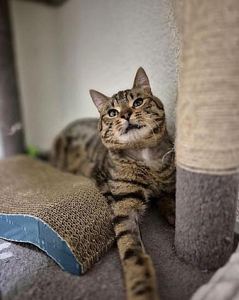 Kattenpraat bericht van 20 juni 2026
