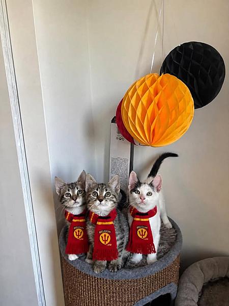 Kattenpraat