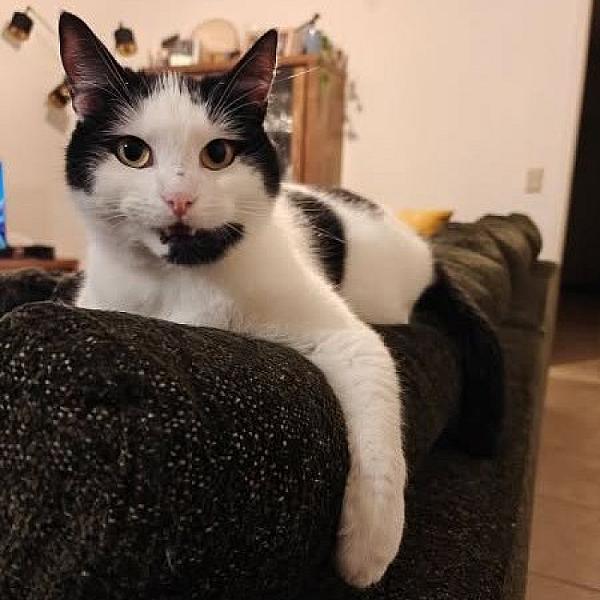 Kattenpraat bericht van 22 juni 2026
