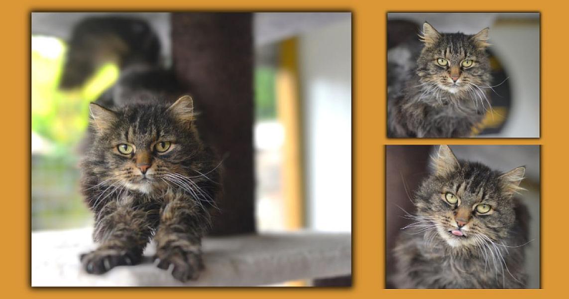 Kattenpraat bericht van 23 juni 2026