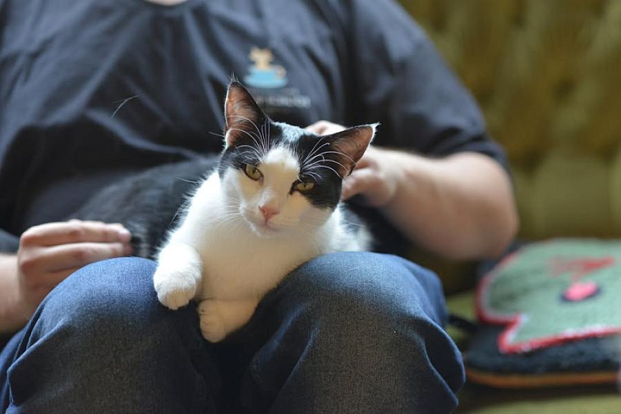 Kattenpraat bericht van 24 juni 2026
