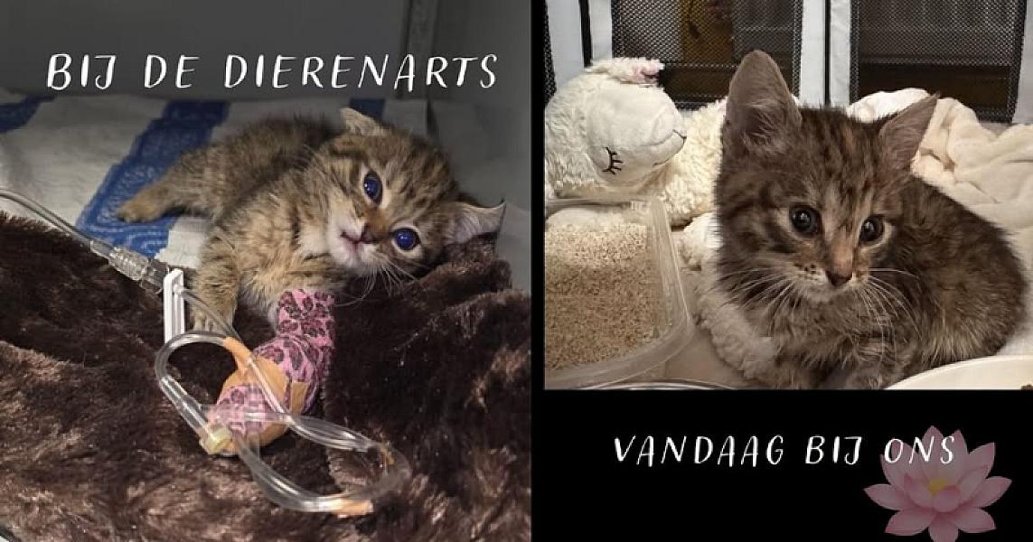 Kattenpraat bericht van 24 juni 2026