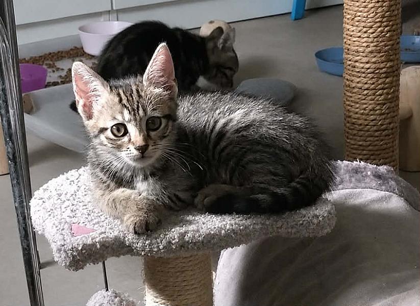 Zira