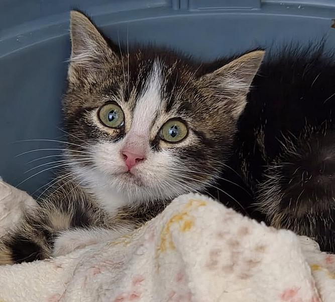 Kattenpraat bericht van 25 juni 2026