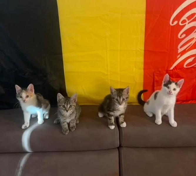 Kattenpraat bericht van 26 juni 2026